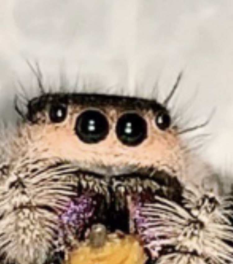 気持ち悪いクモとクレヨンしんちゃん、似てると思うのは俺だけですか？