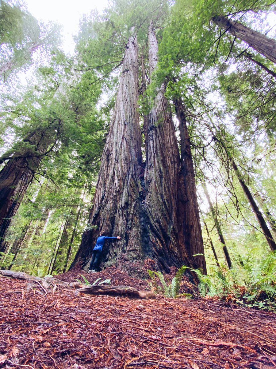 Spent an entire day hugging Redwoods. 🌲💙💚

#NationalParkGeek
#RedwoodNationalPark