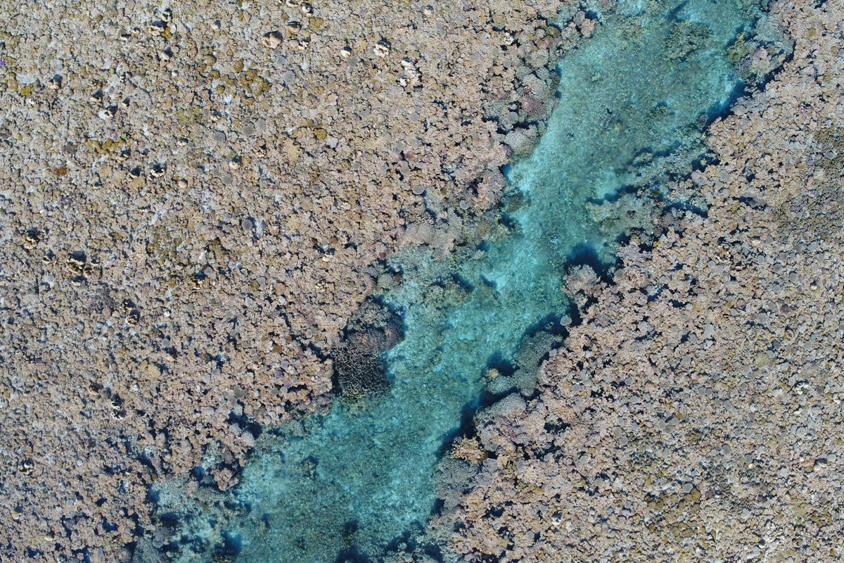 Dr Sharyn Hickey tweet media