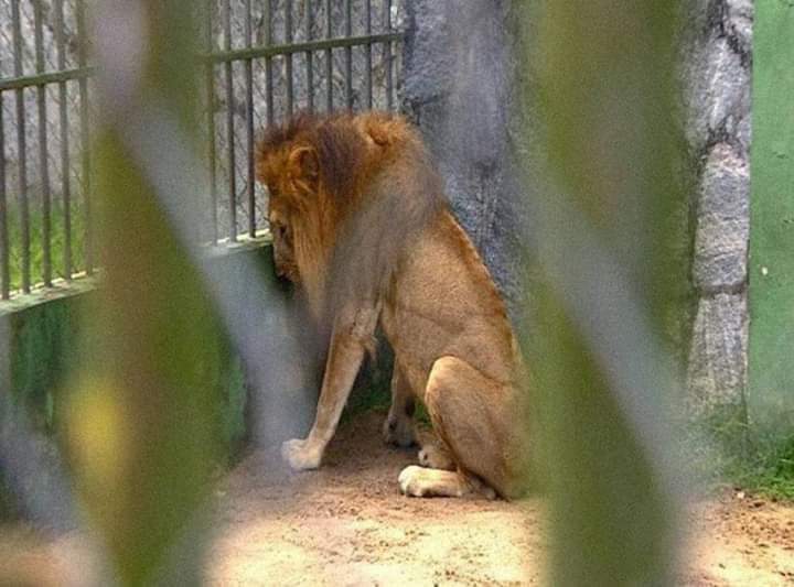 If animals spoke, humanity would cry.   😥