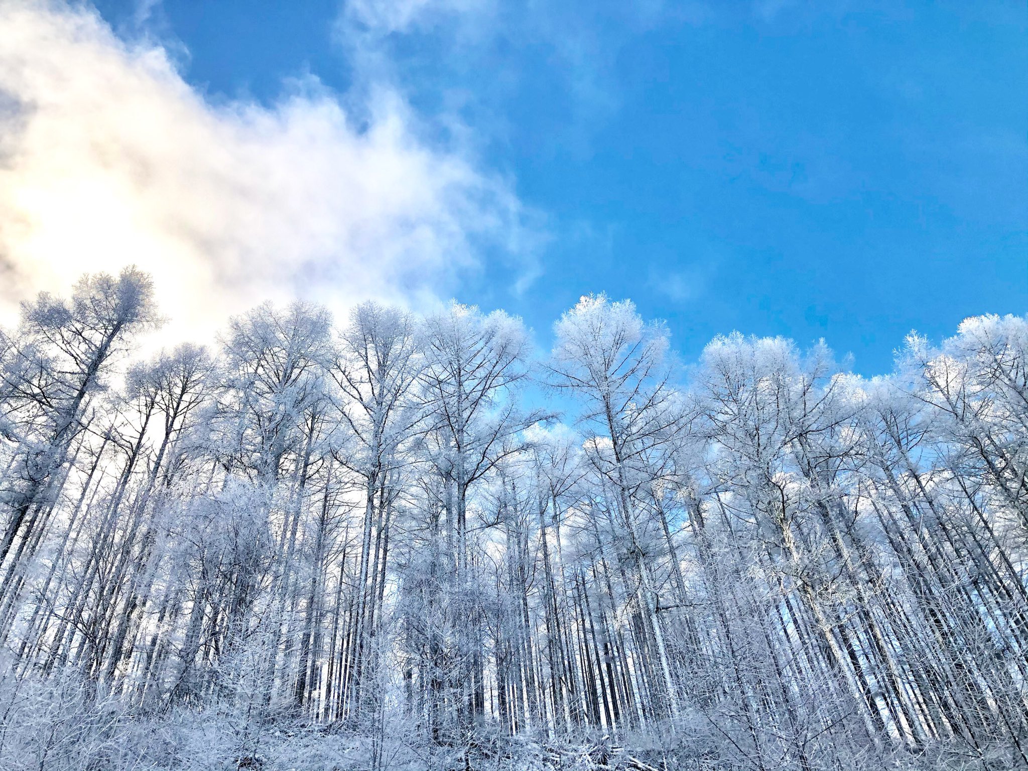 ゲレンデクーポンdalemo Ski Dalemo Twitter