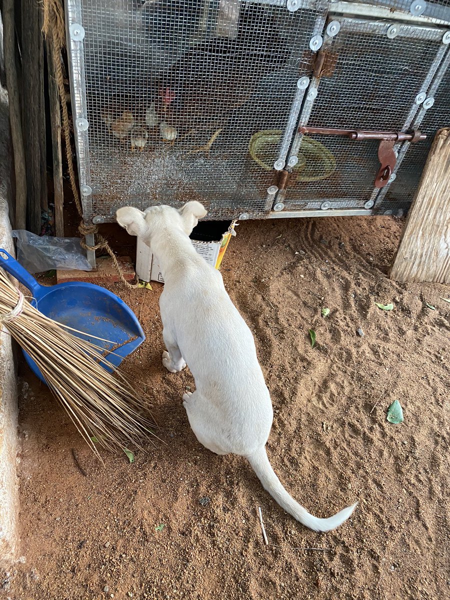 selvinnellai87's tweet image. யார்ரா இது புதுசா நம்ம வீட்டுக்கு என்று துல்கர் வேடிக்கை .....!!

வணக்கம் 🙏🏻