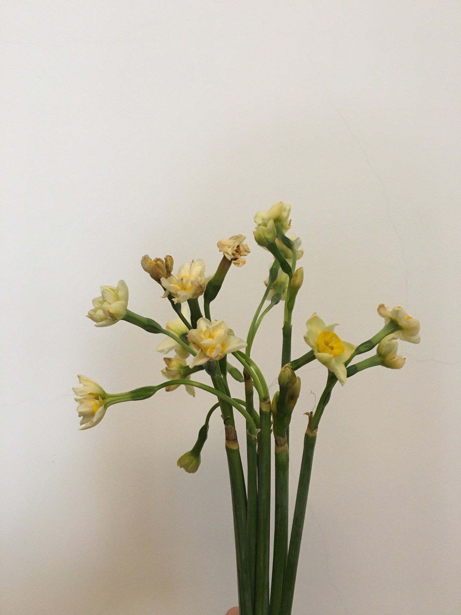 Hualiang Zhang 水仙花鲜切花开了 T Co Tjipy3wwjp Twitter Hualiang Zhang 水仙花鲜切花开了 T Co Tjipy3wwjp Twitter