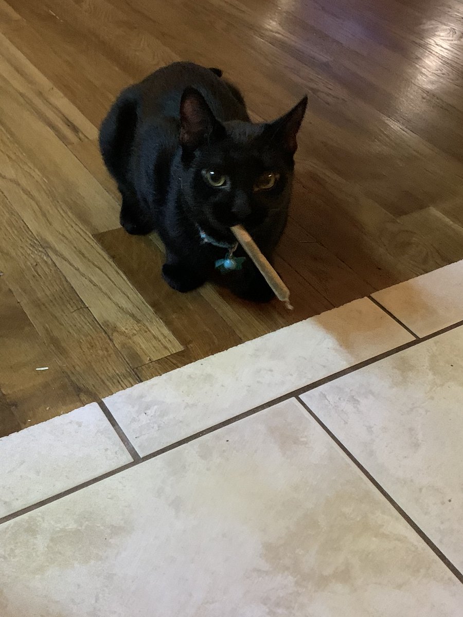 I rolled the cats a catnip joint and I am fucking LOSING IT