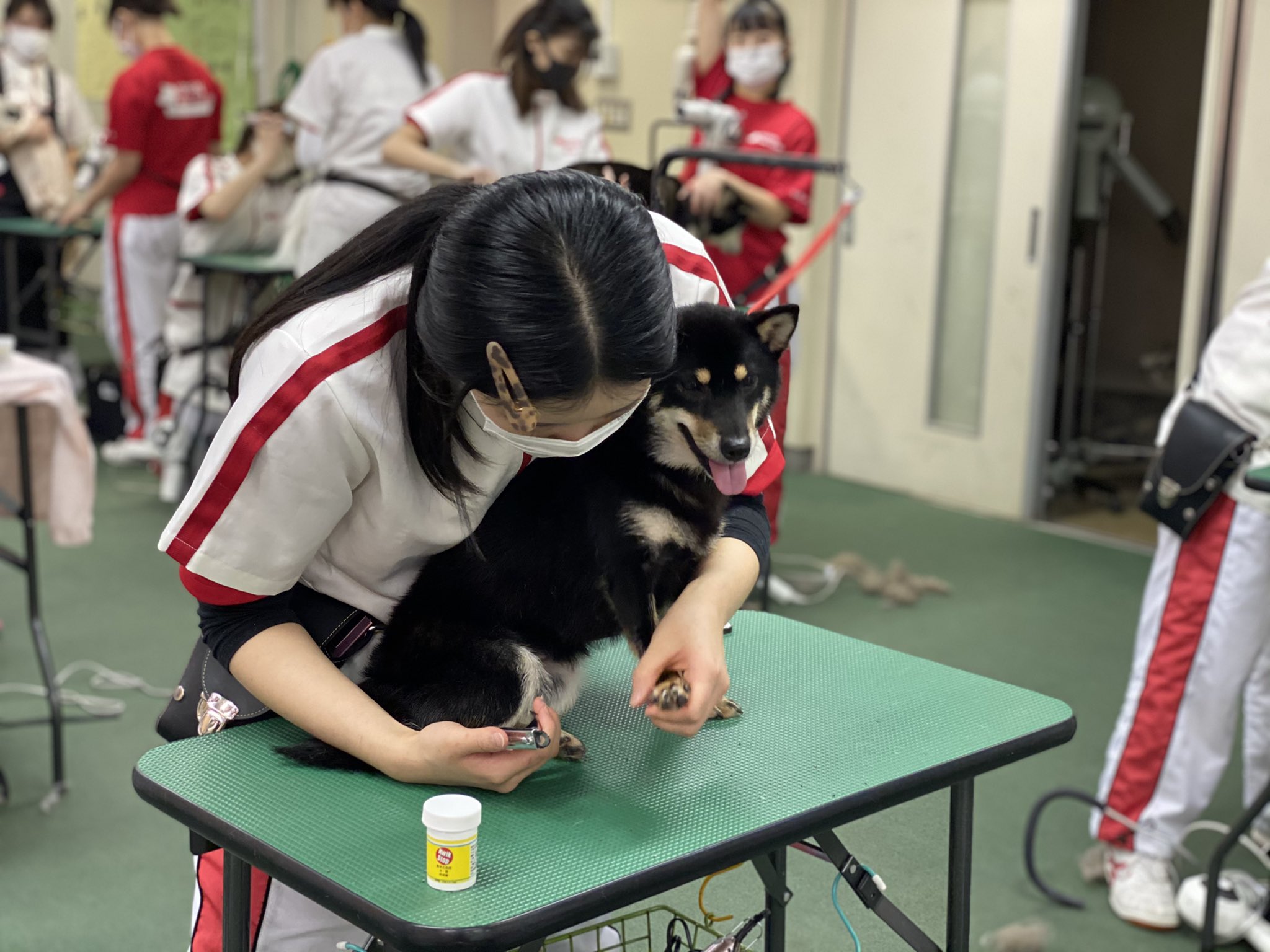 日本動物専門学校 今日は沢山の柴犬ちゃん達が来てくれました シャンプーや爪切りなど苦手な子が多い柴犬ちゃん達なので どうすれば安全に ストレスを最小限にグルーミング出来るかを考えながら行っています 立志舎 日本動物専門学校 グルーミング