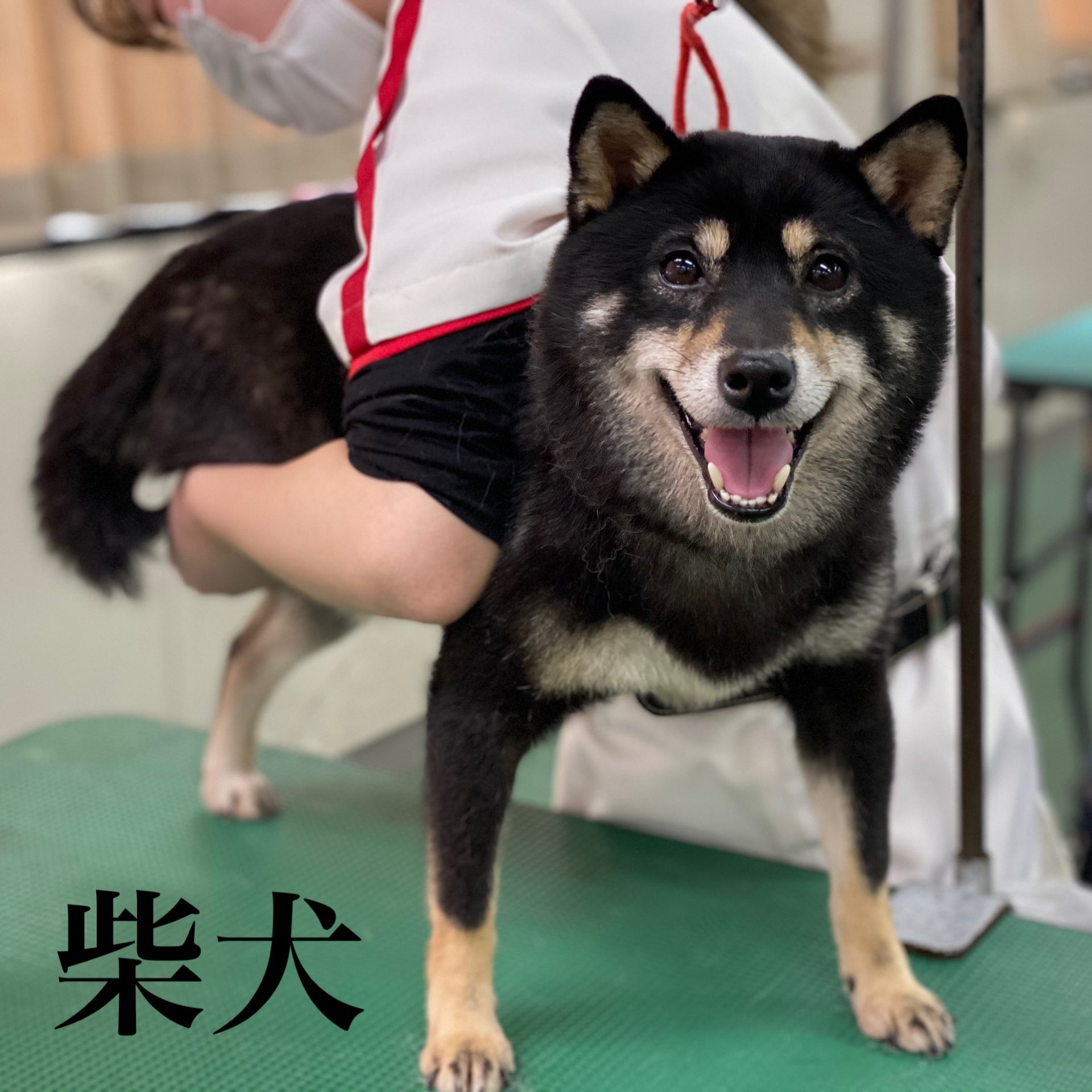 日本動物専門学校 今日は沢山の柴犬ちゃん達が来てくれました シャンプーや爪切りなど苦手な子が多い柴犬ちゃん達なので どうすれば安全に ストレスを最小限にグルーミング出来るかを考えながら行っています 立志舎 日本動物専門学校 グルーミング