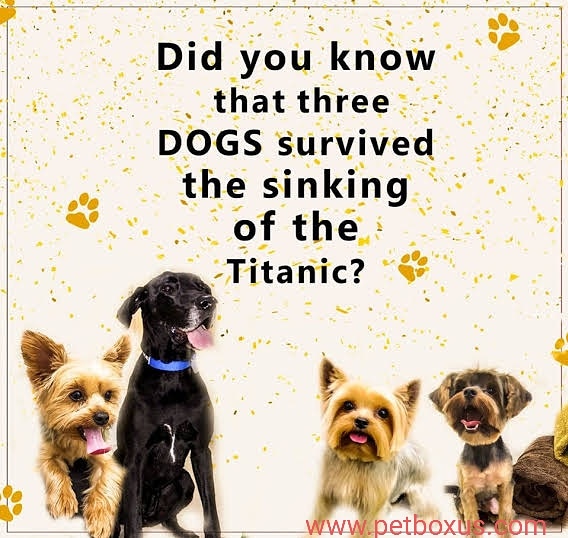 petboxus's tweet photo. Amazing Dog Facts👇
Did you know that three dogs survived the sinking of the Titanic? Vetstreet states that the dogs were in first class and included a Pomeranian  puppy - which her owner wrapped in a blanket to escape with, and everyone thought she was carrying a baby. https://t.co/ORALww0Yi4