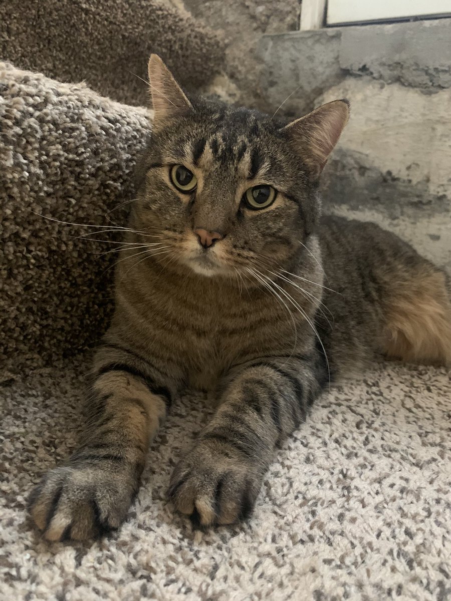rileysschubert's tweet photo. this is Stella. the shelter we got her from thought she was a neutered male but sike! she is a spunky, vocal, chonky and very dependent lady. she got to go to her furever home where her new mom absolutely adores her 🤩 https://t.co/COAe5hfZLg