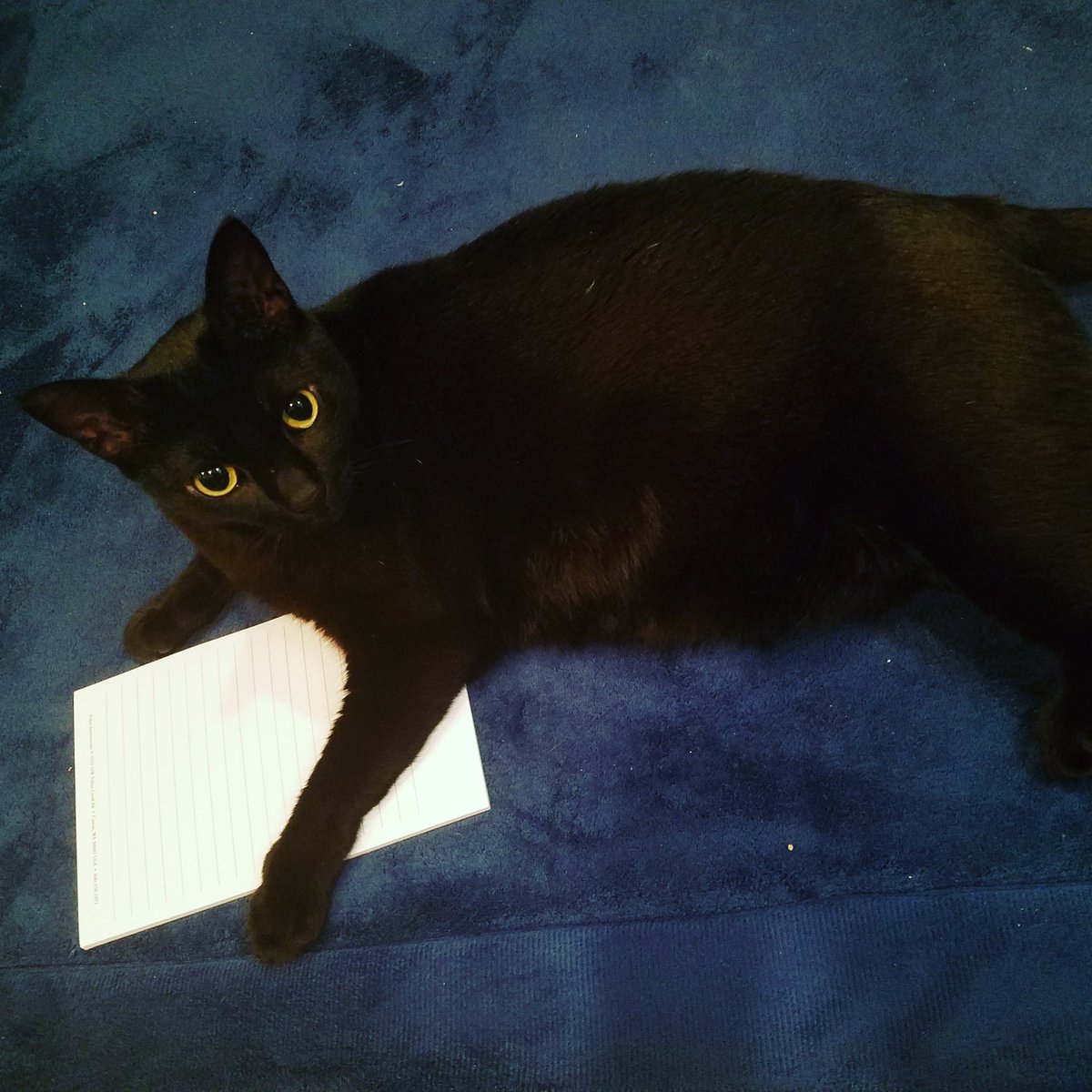 BestCat0's tweet photo. @Papifocks @Killmondaygames Awww, he kinda looks like my Clementine (tho she is a bit rounder 😂) Congrats on having such a precious boy in your life, every black kitty is a blessing 🐱💖 https://t.co/2hY9uzF6Ub