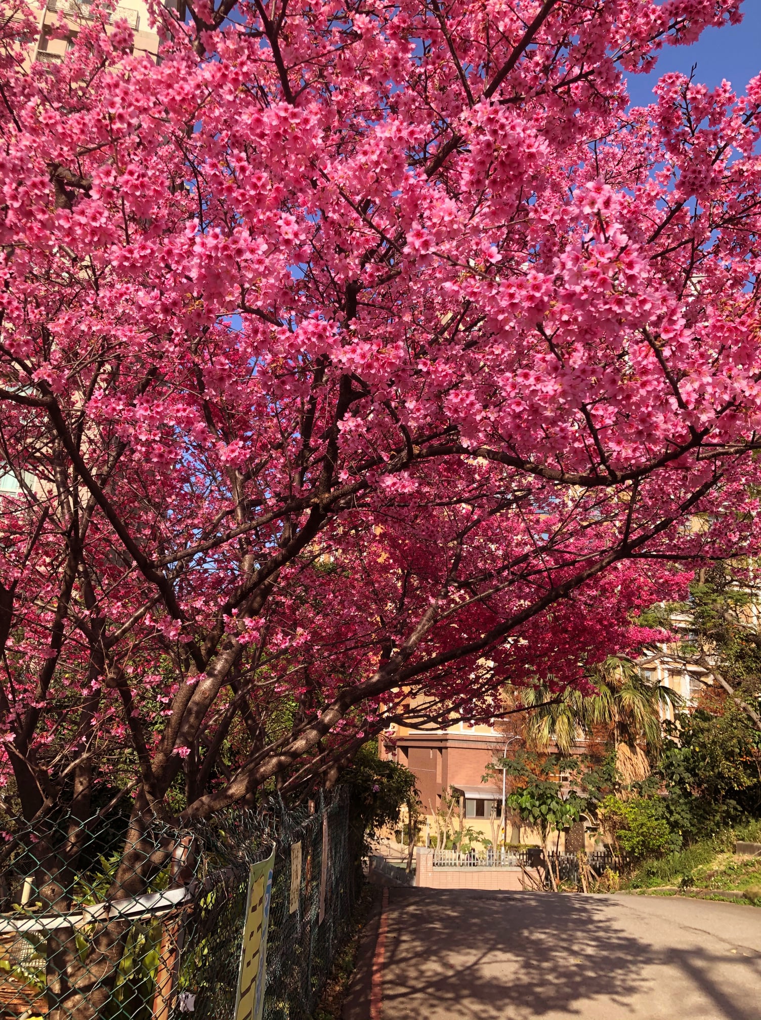 紅豆井 No Twitter この時期 台湾の桜の季節です 山桜花 台湾の桜は色濃いピンク色ですね 桜 自然 お花見 台湾 T Co 9o3cq0cwfd Twitter