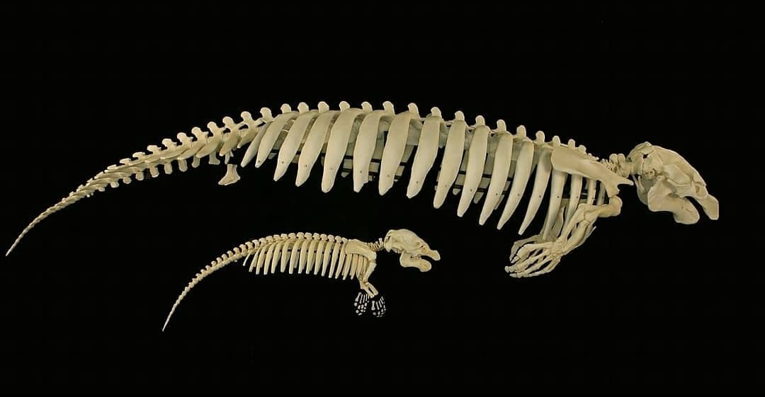 PUMAGUA's tweet photo. Así luce el esqueleto de un manatí 😮
Se cree que los manatíes han evolucionado a partir de un animal herbívoro semi-acuático. https://t.co/ciNuZYEzCM