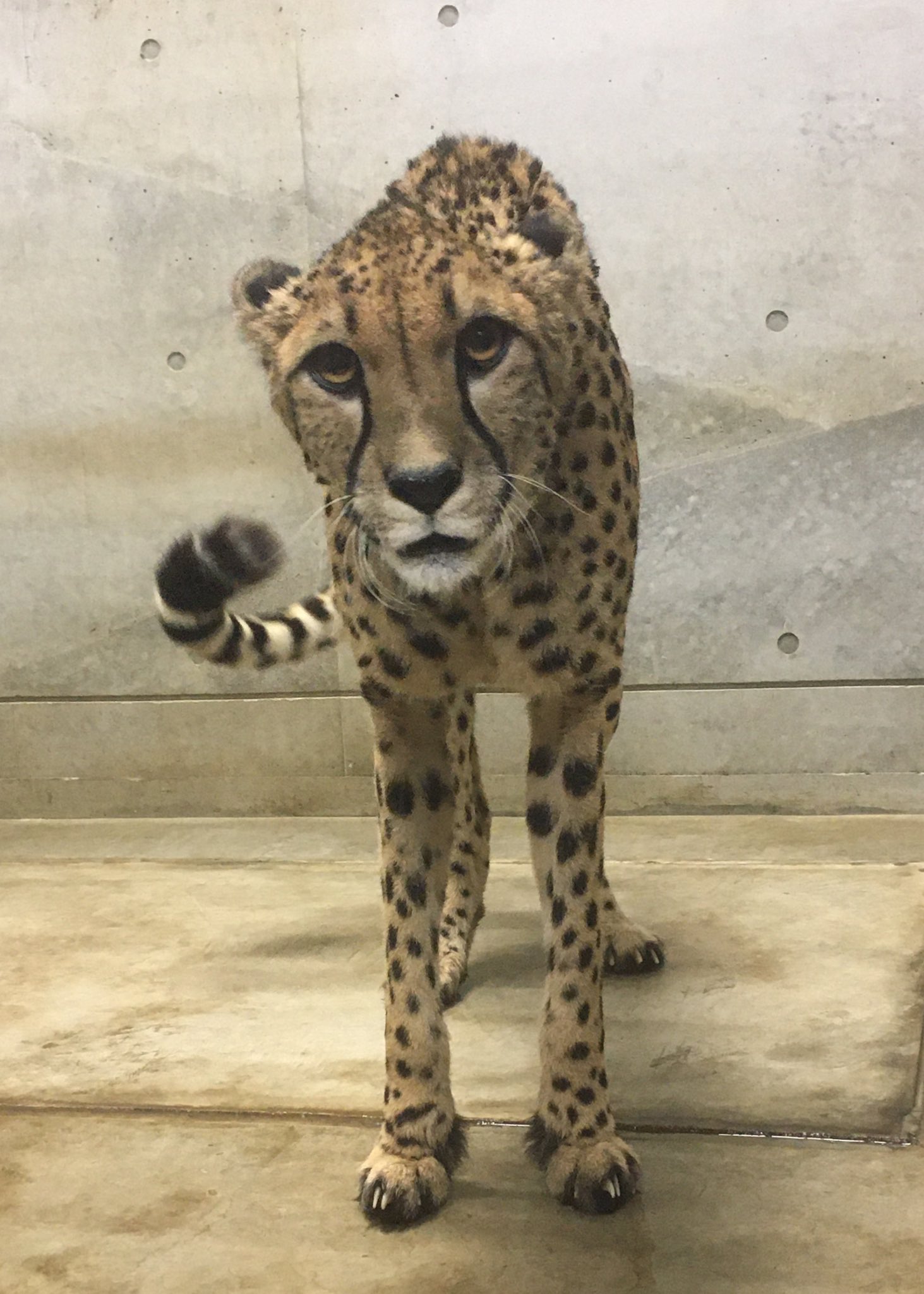千葉市動物公園【公式】 on X: 
