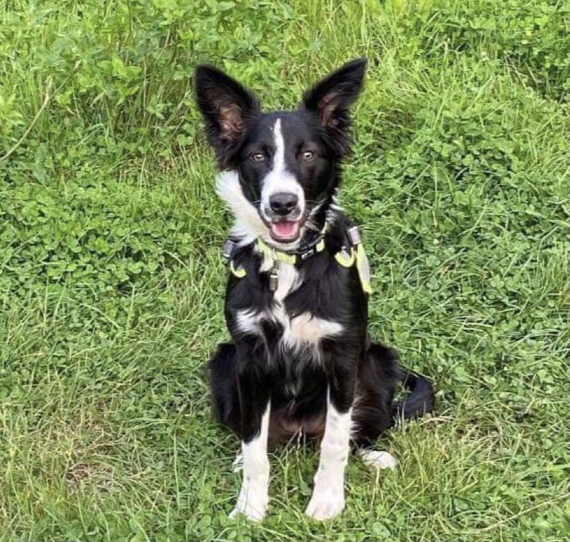 Our latest Lockdown pup. 10 month old collie too active for his disabled owner. Thankfully, unlike most,  his owner did not resell to recoup their spend but signed over to rescue. Now in foster he’s a live wire and needs training and a job like agility or flyball. #pandemicpuppy