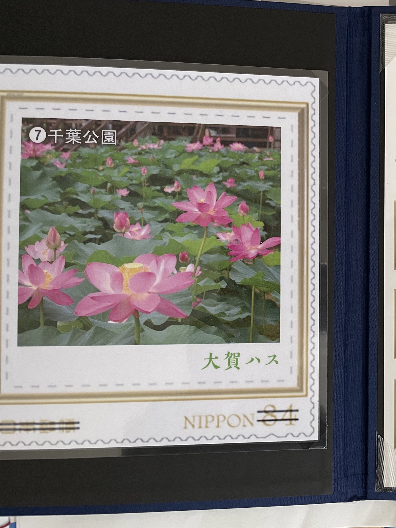熊谷俊人 千葉県知事 日本郵政さんが販売しているオリジナルフレーム切手 Flower Travel 花絶景 千葉県の花 で千葉市の大賀ハスを採用頂きました 千葉県内の郵便局ではイベント等の自粛によって影響を受けている花き産業支援のため 千葉県産の花