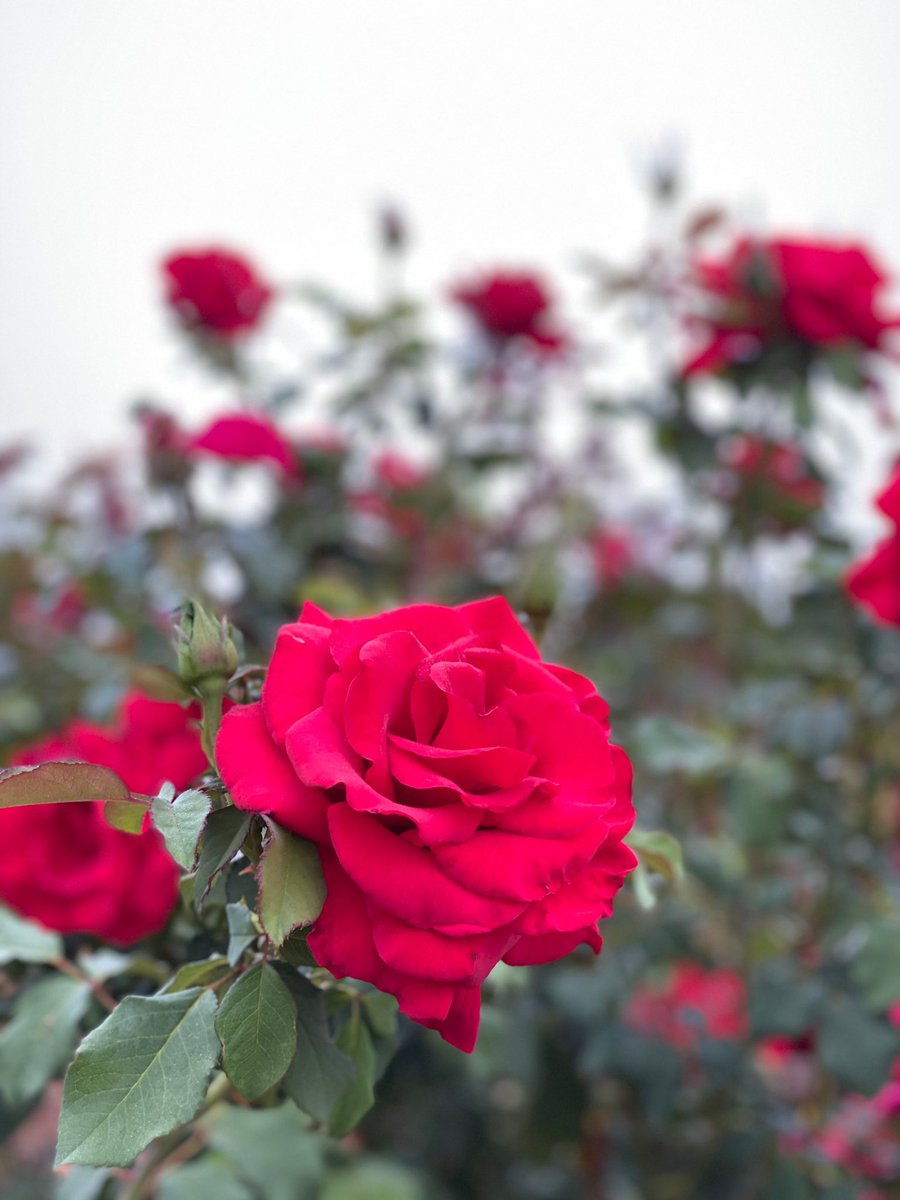 Love is in the air at Kirigin Cellars! ❤️Join us this Sunday, February 14th for a special Valentine’s Day lunch outdoors from 12:30 - 3:30 p.m.!

Purchase your tickets through Feb 11 for early-bird pricing by calling us at 408-847-8827 or online here: kirigincellars.orderport.net/wines/Events