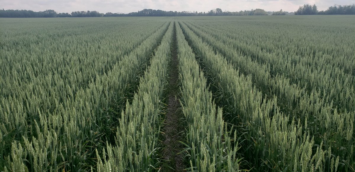 FarmFuel's tweet photo. @woody_VA @sf28430 hmmm do i see another wide row twin row wheat? https://t.co/LgqROZ4dtE