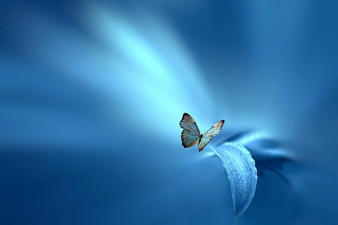 Голубые бабочки фон. Фон бабочки. Красивый фон с бабочками. Заставка бабочки. Обои на рабочий стол бабочки.