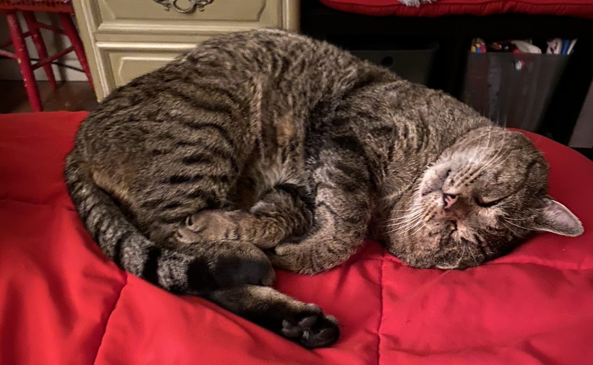 futurewriter13's tweet photo. Falling asleep with
A cat lying at your feet
Is simply purrfect!
#shadowstories #CatsOfTwitter #cat #haiku #haikupoetry #meow #shadowtails #cats https://t.co/w2WKn61h7P