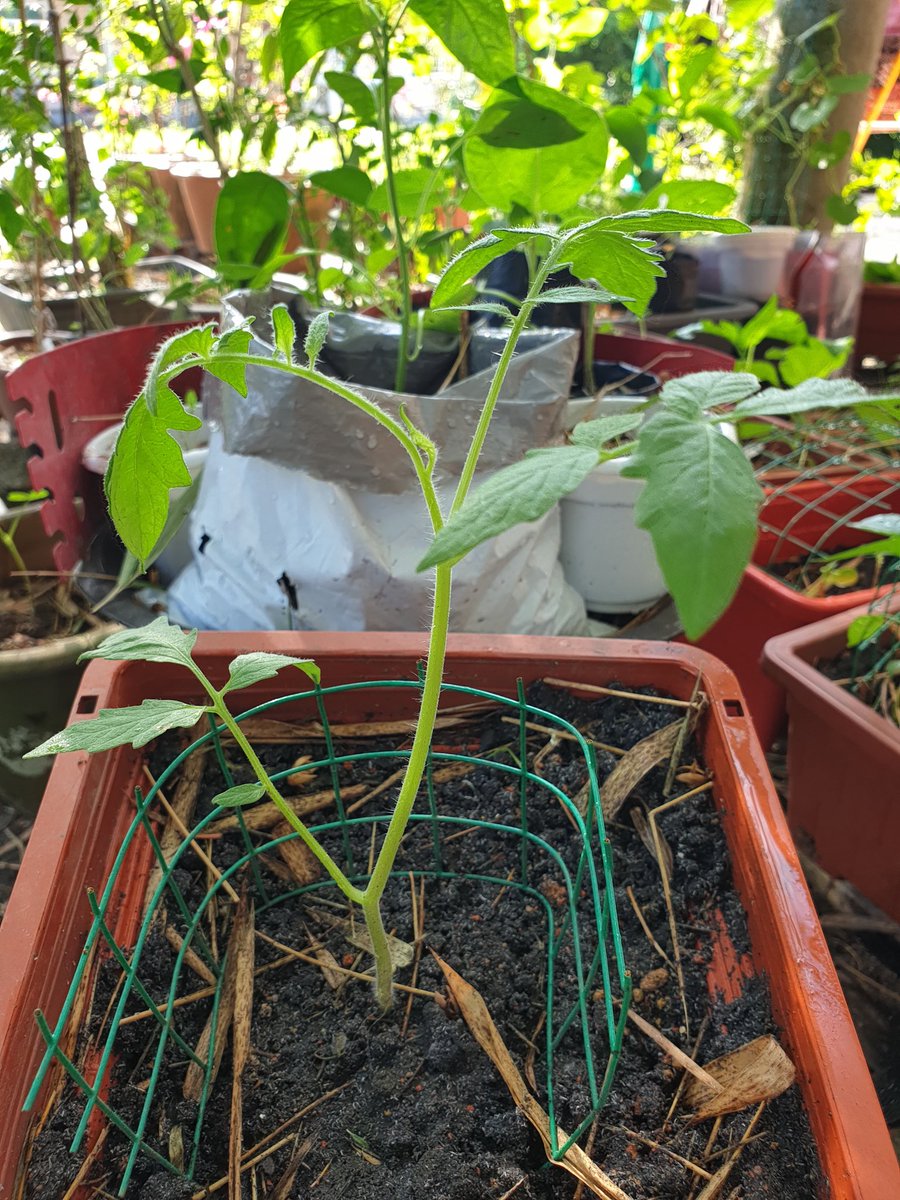 cikhani's tweet photo. Accidental farmer 🤣 https://t.co/Y3fdww8sx3