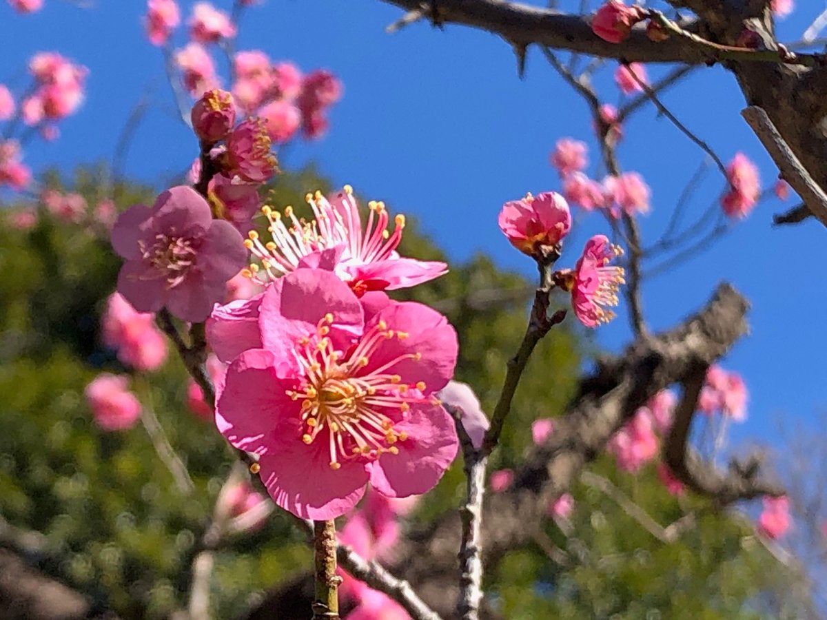 小石川後楽園 ただいま休園中 梅 はとても品種が多く 日本では実ウメと花ウメで約500種以上もあるそうです こちらは 大盃 艶やかな紅色は園内でもひときわ目立ちます 小石川後楽園 ツイッターで楽しむ庭園 梅