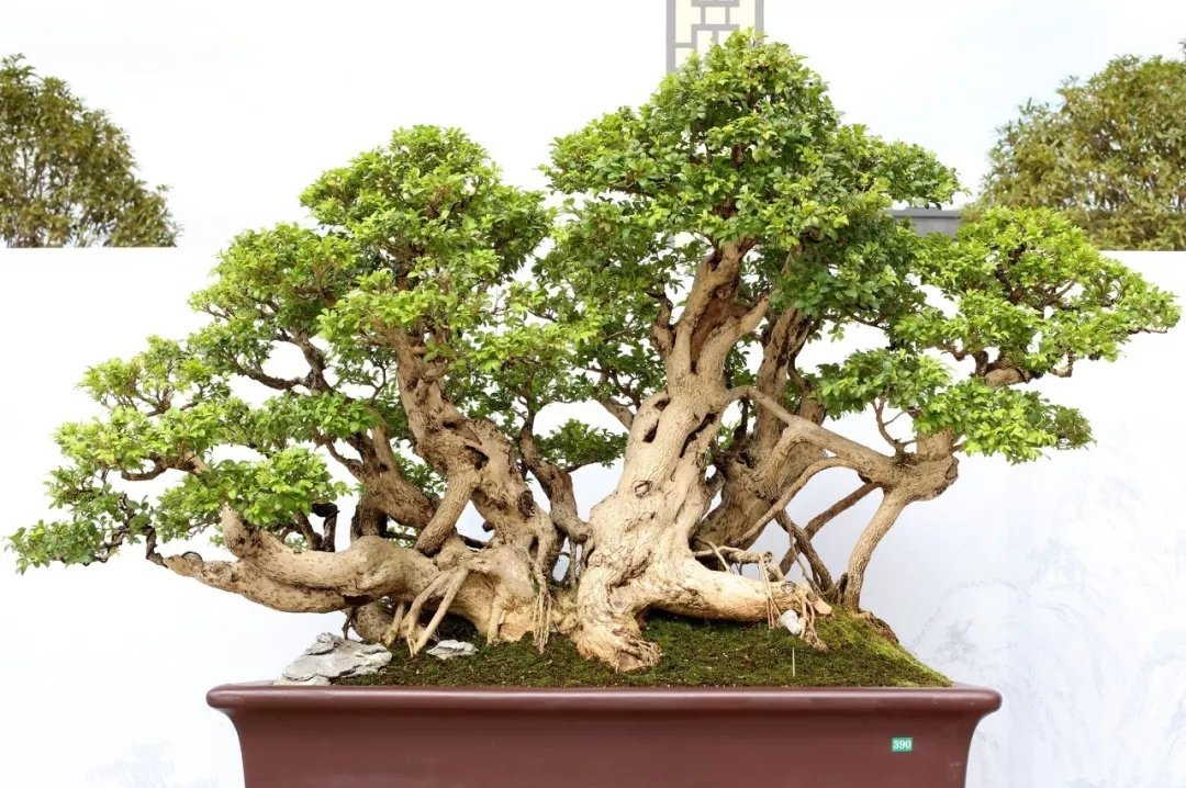 Art Of Bonsai 盆栽 Addaartid Twitter