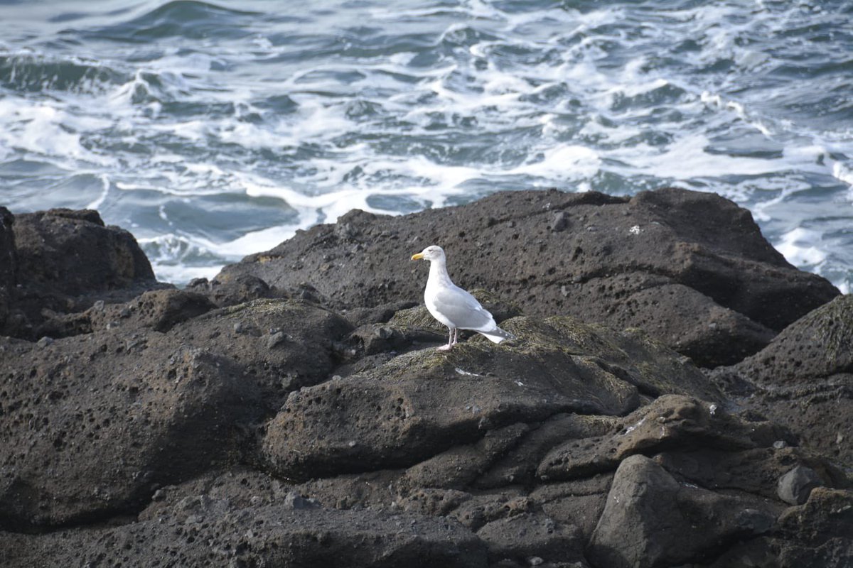 EduardoExplorer's tweet photo. A place not to be missed, New Port, Oregon. Welcome Laridae committee lead by the seagull!
@USFWSRefuges @audubonsociety @OregonWild @efta_birdday https://t.co/7EHx7OXmCe