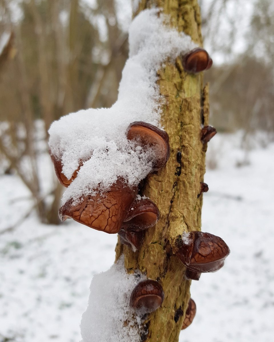 Felt compelled to tweet some snowy fungus. So there you go.