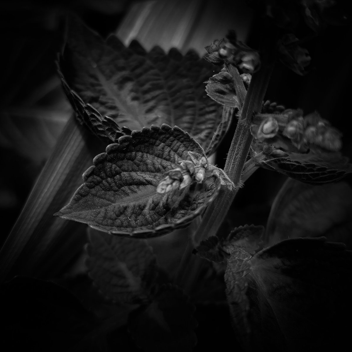 PriMeditated's tweet photo. White=Peace
Black=Darkness
White+Black=Peaceful Darkness
"Can dark be peaceful to someone?"
Yes, it can. It soothes me more than light. :)
#BnW #bnw_captures #bnwphotography #blackwhite #blackandwhitephotography #bnwedit #blackandwhite #blackandwhitephoto #lightroomedits https://t.co/COmYF6CsSM