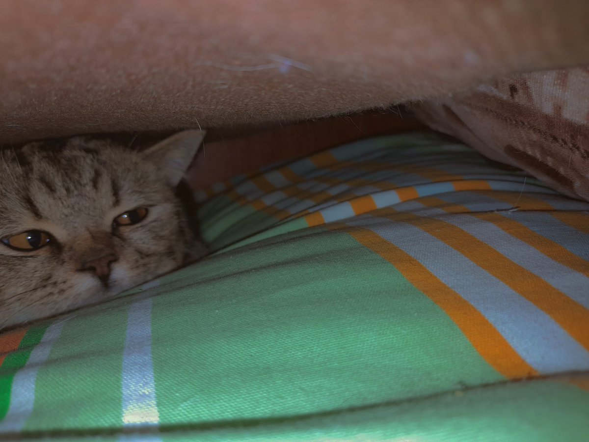 Daria Cat (@dariaca13018248) on Twitter photo 