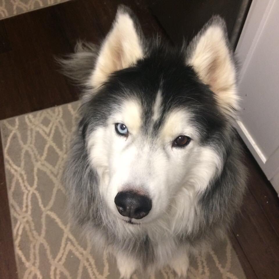 kumapaws376's tweet photo. #husky #huskies #woolyhusky #redhusky #Whitehusky #dogs #pups #flooves #doge #pupper #doggo #シベリアンハスキー #シベリアン #ハスキー #パッパー #dogsoftwitter #DogsofTwittter #siberianhusky #floofs #floof #сибирскийхаски #��аски #pooch #хаскифото #sibirischerhusky #بحةسيبيرية #أجش https://t.co/PxTekzUdfg