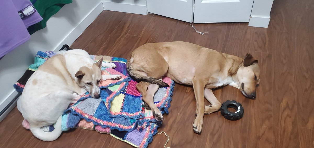 JCog88's tweet photo. Wanting to Wish ( #SkyCoghlan 7 &amp; #NachoCoghlan   2 ) a Very Happy  #COVID19 Birthday.  &amp; A happy Foster Fail to Sky. Today marks 1 Year here in Canada.  

#Doggo #PupperDay https://t.co/WfIcVf6fBi