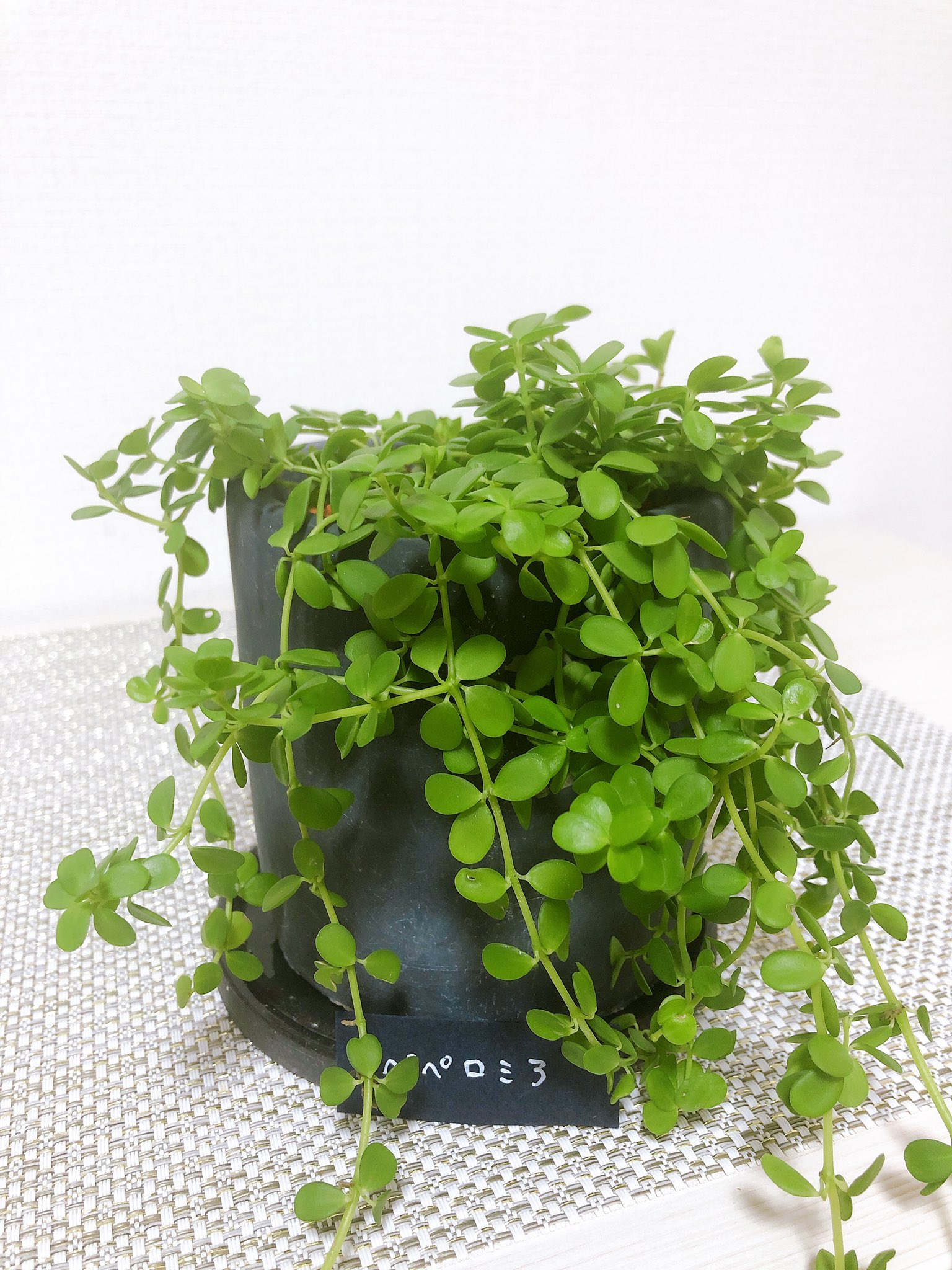 Yuki ペペロミア 垂れ下がる感じがかわいい ペペロミア 観葉植物 丁寧な暮らし T Co D7zrqyqfdq Twitter