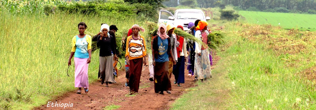 bpatproject's tweet image. In 2017 the #bpatassessment team travelled to #ethiopa to help improve efficiency of #breedingprograms at the Ethiopian Institute of Agricultural Research #eiar #improvinglives #maximizegeneticgain #increasegeneticgain #increaseyields