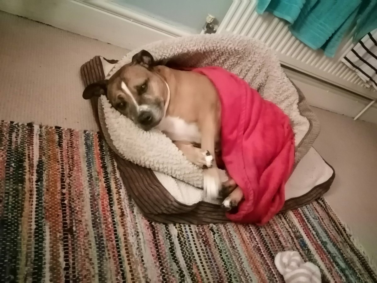 JTHcommunity's tweet photo. @RobJConsulting My four-legged colleague hasn't quite caught on to good office etiquette yet. https://t.co/I2wP9MjN8k