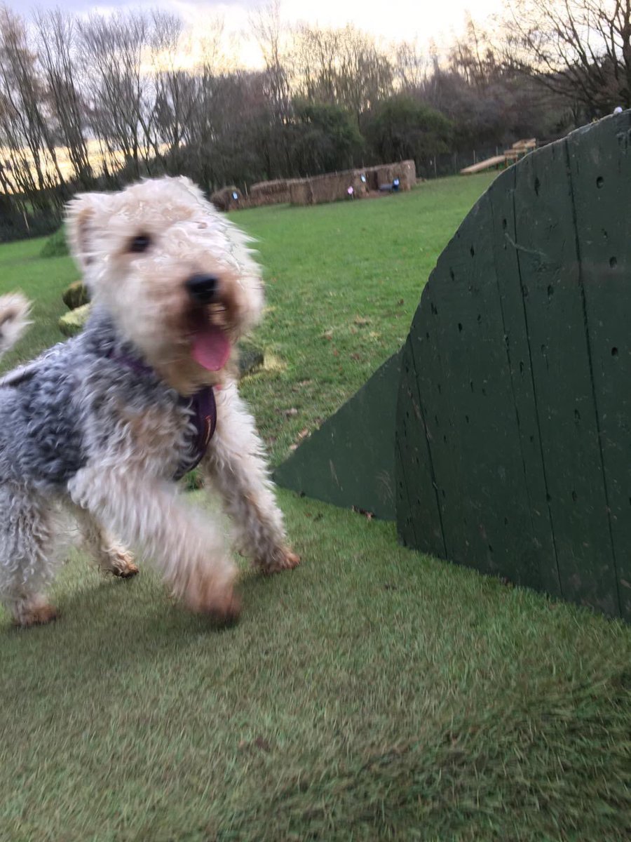 Lola The Lakie (@lakey_lola) on Twitter photo 