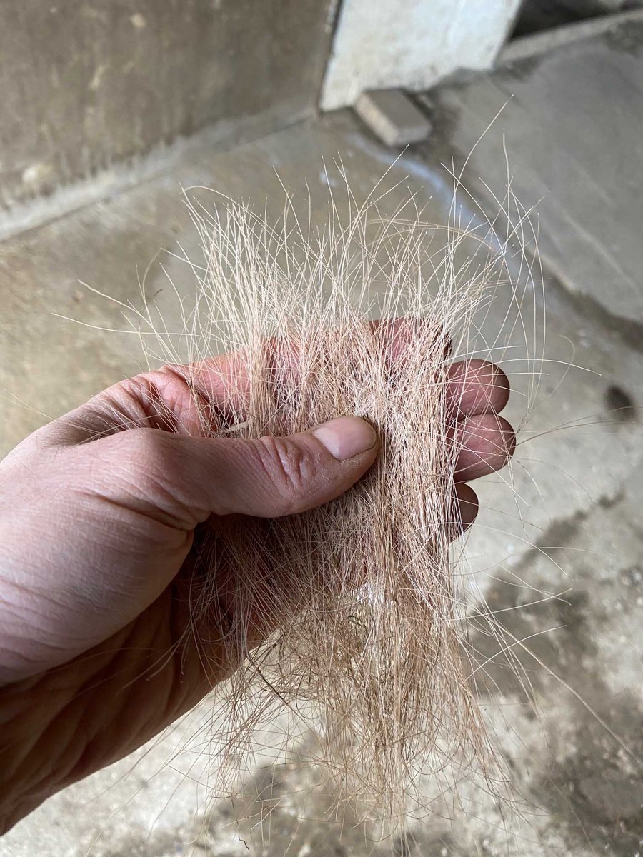 Jason Kingsley, new novel - Lord of Blackthorne tweet media