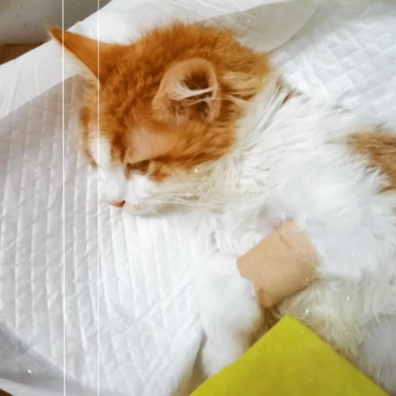 Yasa çalışmaları yoğunluğunda nörofip dostumuzu ihmal etmemeliyiz arkadaşlar.Biliyorsunuz birgün ilaç alamazlarsa ne yazıkki ölüyorlar. GS ilacının şişesi 900 lira  Hergün 1 şişe doz kullananlarvar.30 kişi 100 er lira 60 kişi 50 lira destek olalım.Yaşasın çocuğumuz🙏