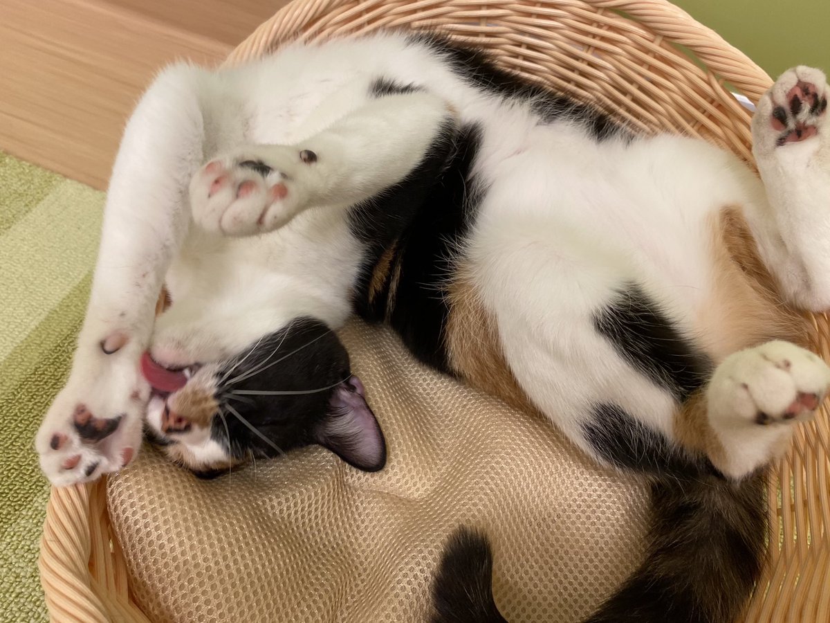 猫カフェ にゃんくるmozo店 على تويتر 忘れてたー 今日は 肉球の日 是非これを機会に お家の猫さんも 肉球カサカサしてたり ひび割れていたら 保湿してお手入れを Mozoワンダーシティ 名古屋 猫カフェ 保護猫カフェ 保護猫を家族に 肉球の日 T Co