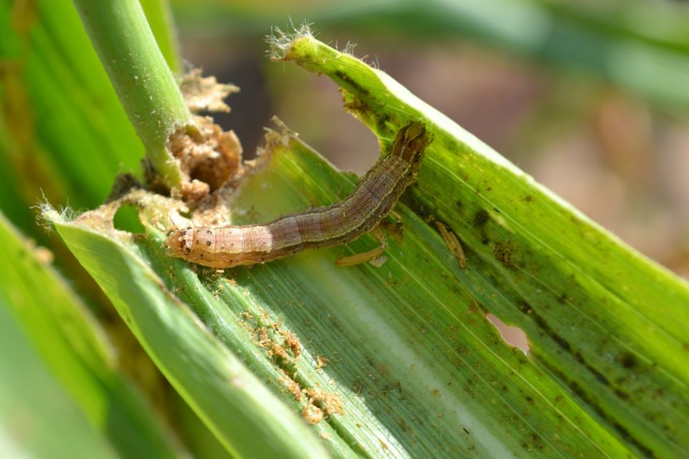 Expertise shared on new research which maps growth and spread of fall armyworm in Australia #fallarmyworm <a href="/cesaraustralia/">Cesar Australia</a> @GrahamCentre invasiv.es/3rC5cLA