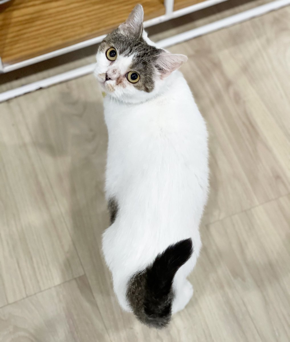 CatsterClub's tweet photo. 1,663 สก๊อตติชโฟลต์แท้ ที่ผิดหวังจากการหาบ้านครั้งแล้วครั้งเล่า เพราะหลากหลายเหตุผลของบ้านใหม่ที่เข้าใจได้ เลยขอมารีหาบ้านอีกรอบค่า อ้อน อ้วน ปลอดโรค ยังไม่ได้ทำหมัน ถ้าทำหมันแล้วจะบึบบับขนาดไหน อุปการะฟรีไม่มีค่าใช้จ่าย สนใจติดต่อมาเลยค่า https://t.co/VCKjCfoTBT