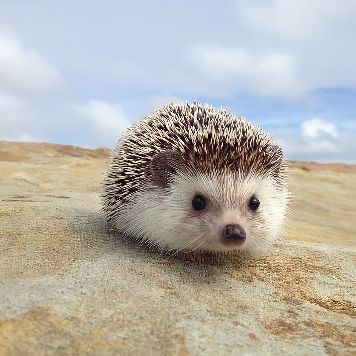 El otro día hice esto 🤓🦔🧡 #editorialmakeup