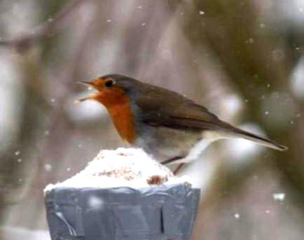 Takeaway voor vogels:dutcharteducation.com/8649-takeaway-…