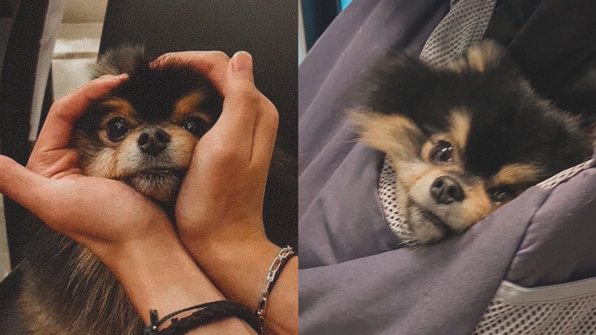 archivefortae's tweet photo. taehyung and yeontan, the cutest duo ever 🥺 https://t.co/y0NIOmjozo