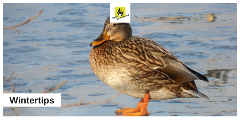 Wat kun je eenden het beste voeren?

Geef eenden geen brood, dit is ongezond, een dikmaker en veel te zout. Je kunt beter eenden- of watervogelgraan geven.

Meer #wintertips: bit.ly/3cPEeMx.