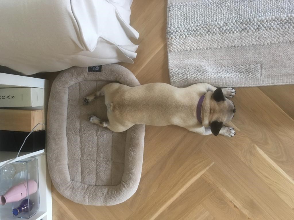 debratidball's tweet photo. Archie will sniff out the winner of the #WalkingYourHuman book and prize pack after he's recovered - he's a bit party-pooped right now! Watch this space... @Liz_Ledden https://t.co/UOZF7E2koh