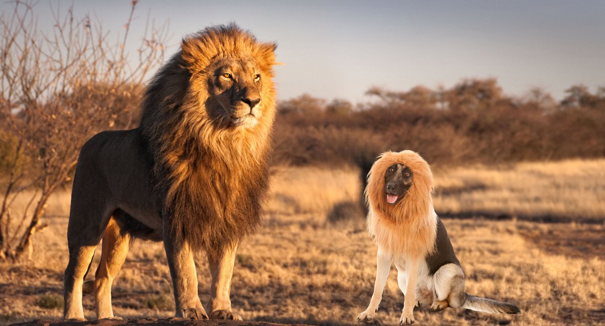 Decía mi abuelo: "Un perro se queda perro, aunque lo eduquen los leones".