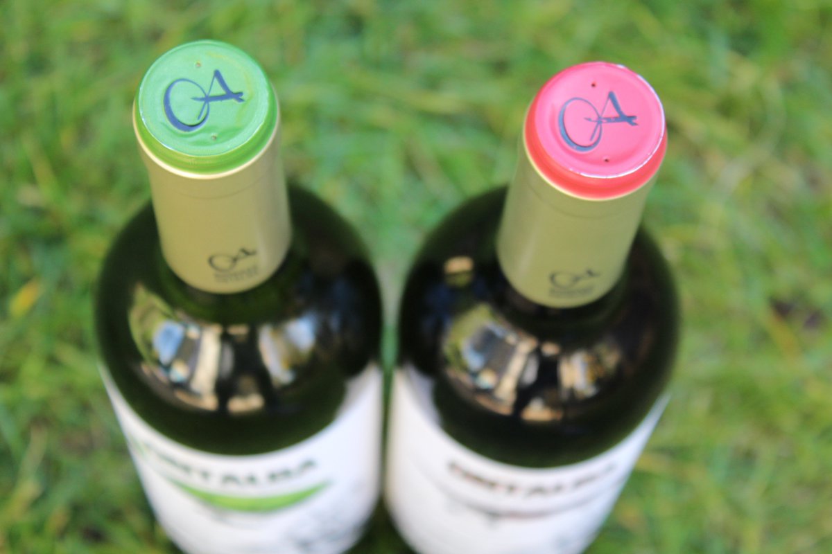 Ontalba_'s tweet photo. Aunque cambiemos los puntos de vista, el sabor de Sauvignon Blanc Ecológico y de Monastrell / Syrah Ecológico de @Ontalba_ sigue siendo completamente irresistible 🥂🍷😍

#SomosOntalba #BodegasOntalba #vinosecologicos #ecologico #FamiliaJumilla https://t.co/yN4YCtEnS2