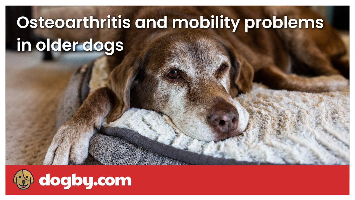 DogbyDogs's tweet photo. Joint problems are a common occurrence in older dogs, but there are some things you can do to reduce the risk and ease the pain. 

Check out our latest article to find out what you can do to help your senior pup: https://t.co/C7ZbZWubAe 

#seniordogs #doghealth #veterinarycare https://t.co/S8FWsr3TpN