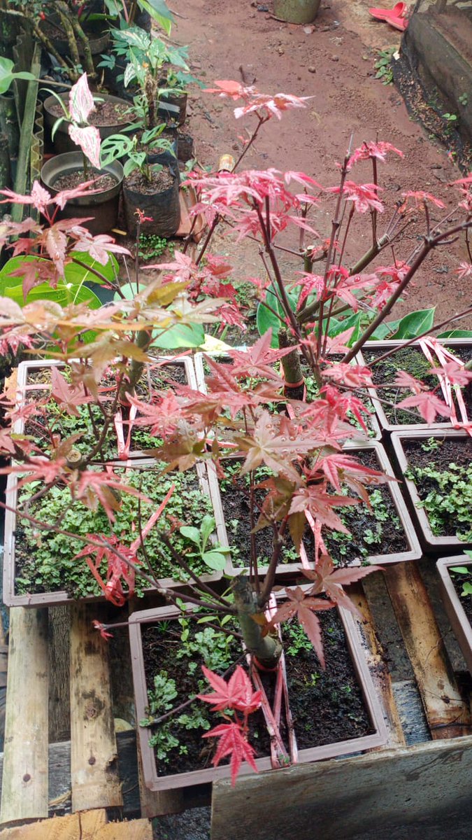 GERAI TANAMAN HIAS - ready stock m.tokopedia.com/feedcommunicat…