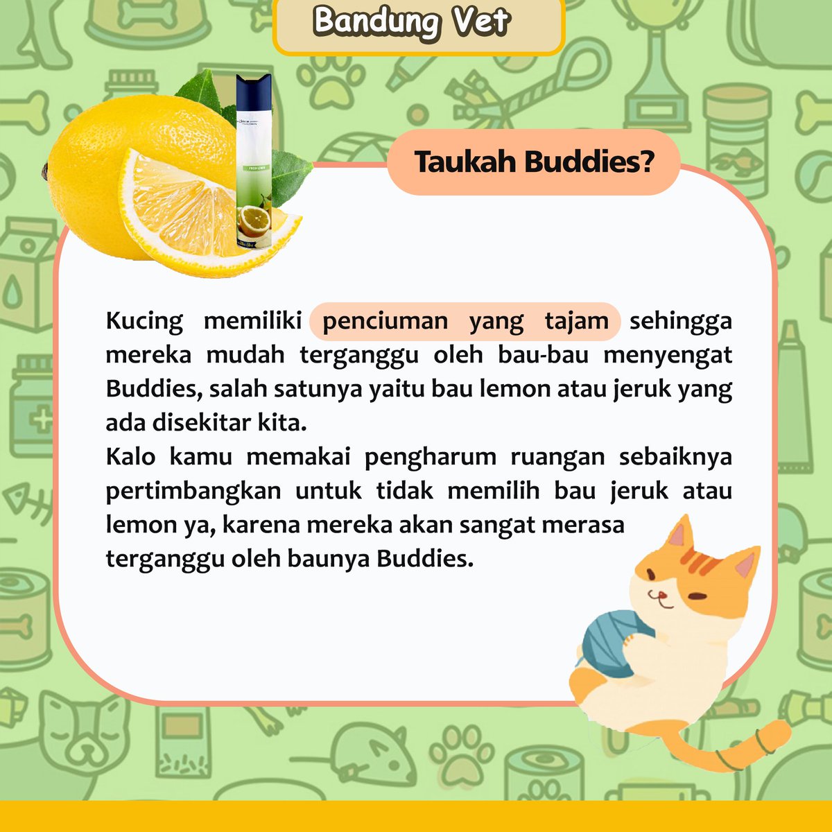 BandungVetClini's tweet photo. Buat kamu yang suka pewangi ruangan aroma jeruk dan memelihara kucing mesti baca ini nih Buddies. https://t.co/ZcBNsh8WJB